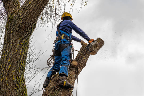 Best Tree Trimming and Pruning  in Spring Hope, NC