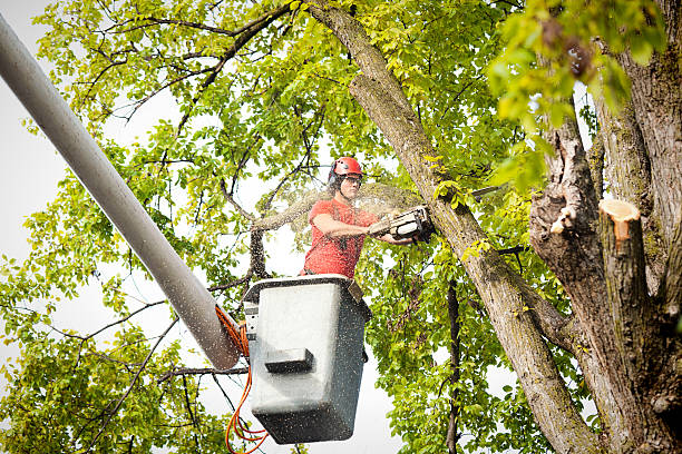 How Our Tree Care Process Works  in  Spring Hope, NC